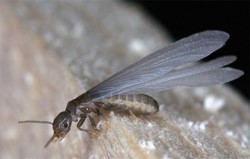 traitement des termites par pieges pays basque landes bearn