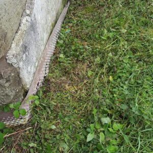 Traitement des termites par installation de pièges Sentritech à Saint Pée sur Nivelle au Pays basque