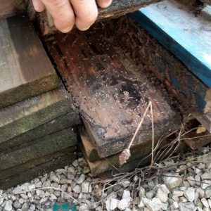 detec bois lutte contre les termites dans les Landes par la pose de pièges Sentritech à Labenne