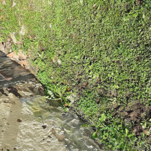 detec-bois traitement des termites à Pouillon dans les Landes